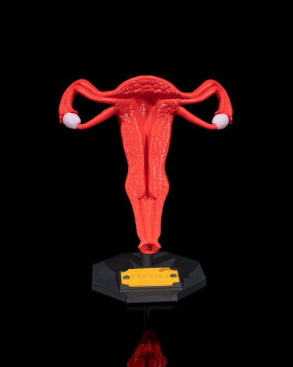 Uterus